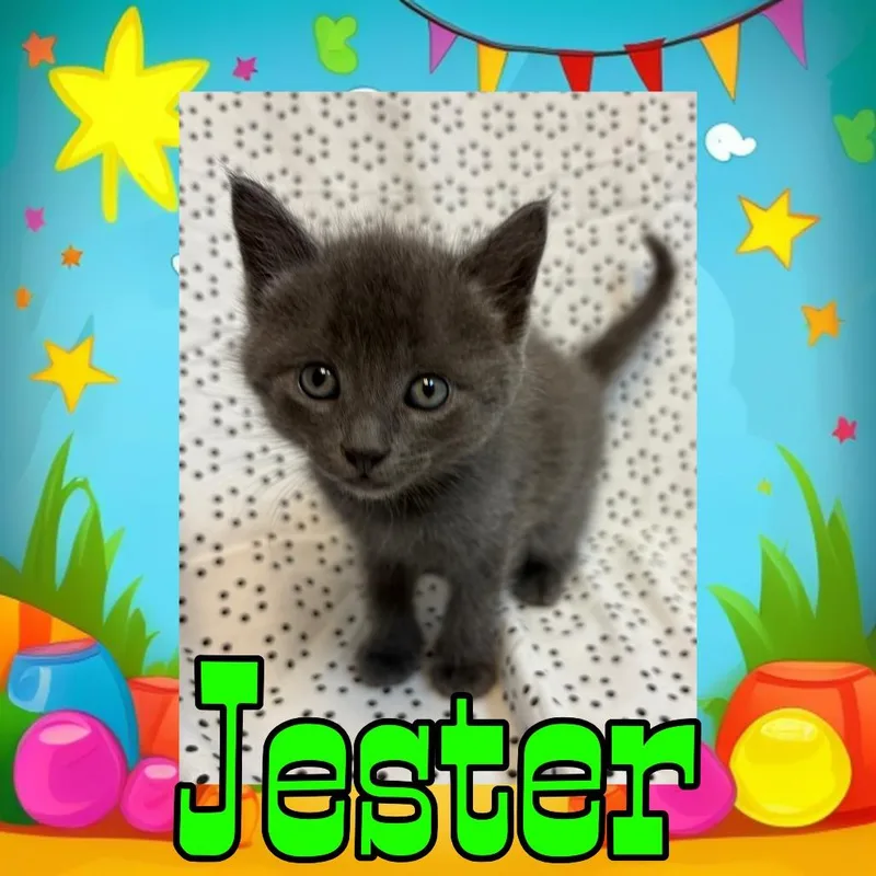 A baby medium-sized male Brown / Chocolate Domestic Medium Hair cat named Jester for adoption in Royse City, TX