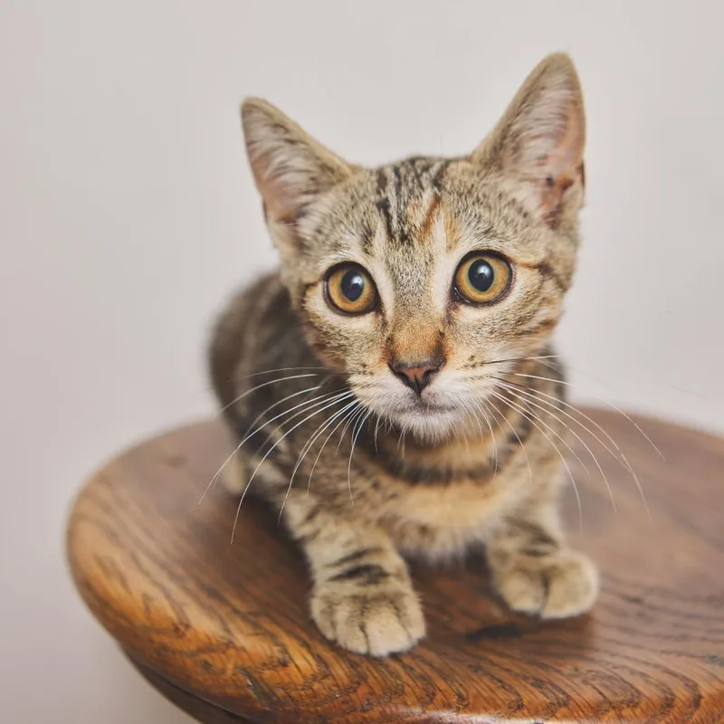 A baby small-sized female Brown / Chocolate Domestic Short Hair cat named Hope for adoption in San Pedro, CA