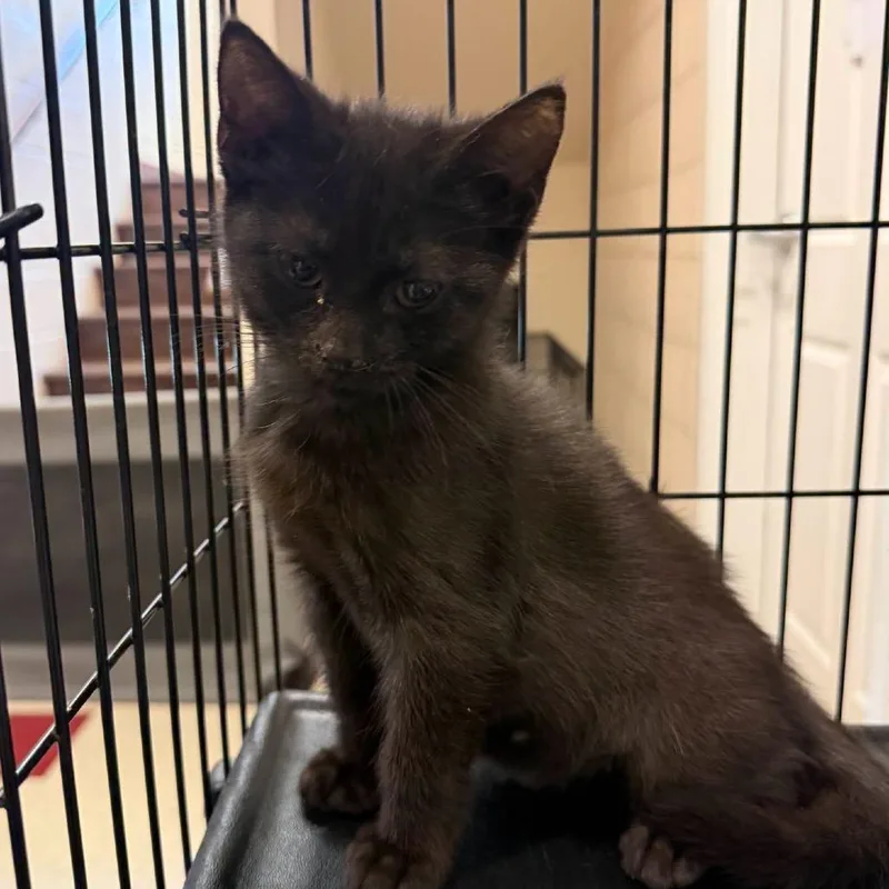 A baby small-sized female Black Domestic Short Hair cat named Snow White for adoption in Waynesboro, PA