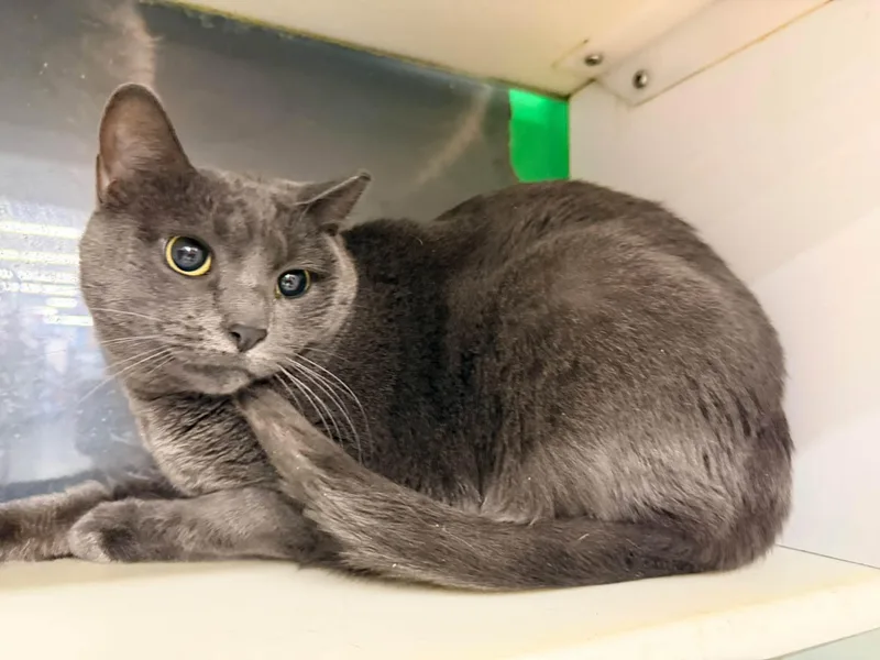 An adult medium-sized female Gray / Blue / Silver Domestic Short Hair cat named Vodka for adoption in Cleveland, OH