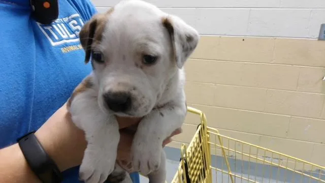 A baby small-sized male Labrador Retriever dog named Red for adoption in Tulsa, OK