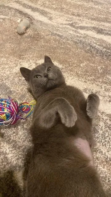A baby medium-sized female Domestic Short Hair cat named Florence for adoption in Pawtucket, RI