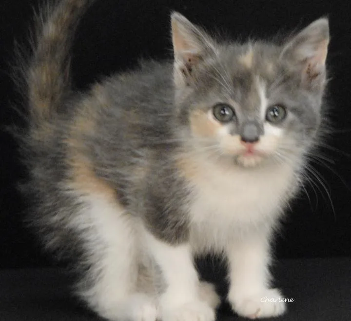 A baby medium-sized female Dilute Tortoiseshell Domestic Short Hair cat named Dolly Rebecca for adoption in Newland, NC