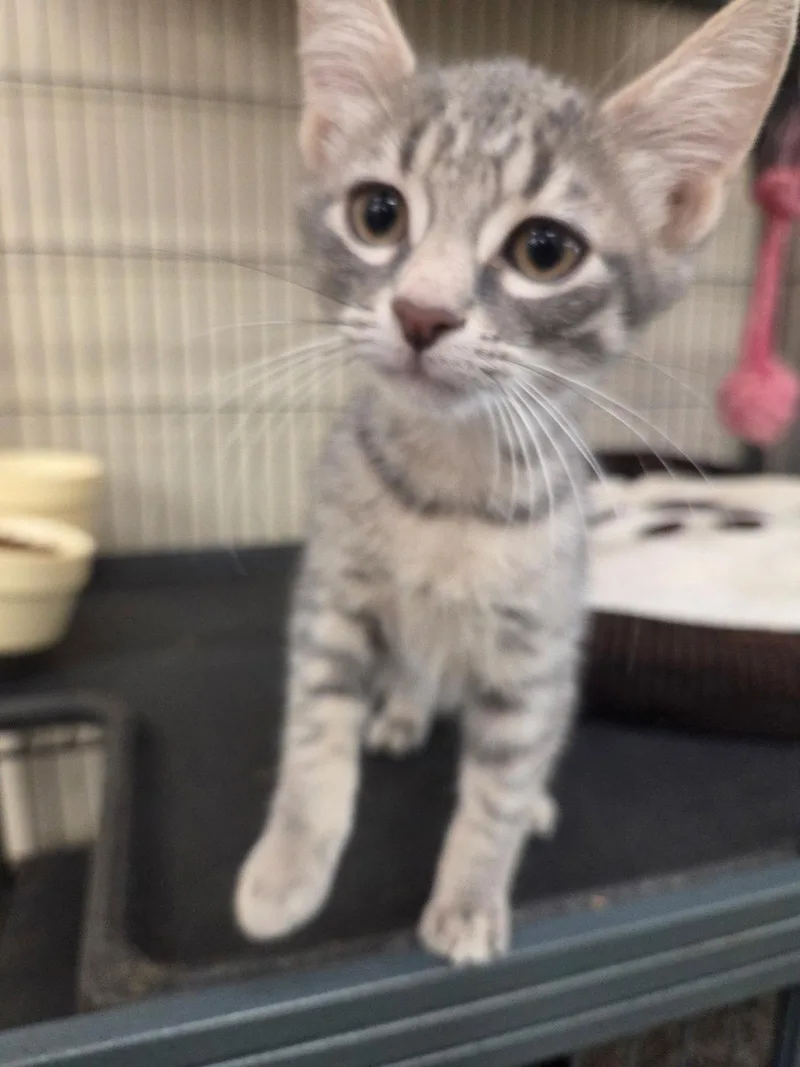 A baby medium-sized male Tabby cat named Tartufo for adoption in Smithtown, NY
