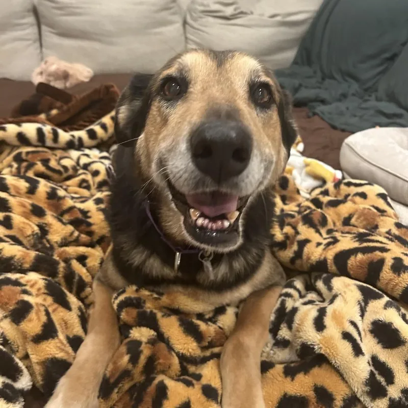 A senior medium-sized male Black Shepherd dog named Skip for adoption in Fairfax Station, VA