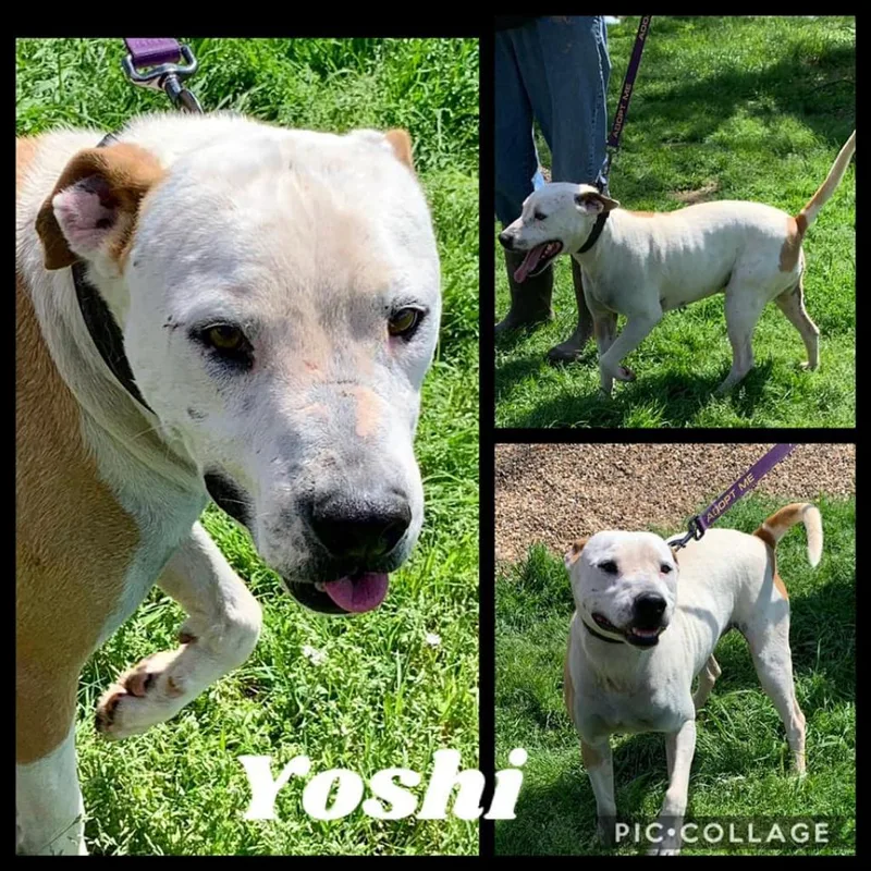 A senior medium-sized male White / Cream Mixed Breed dog named Yoshi for adoption in DeKalb, IL