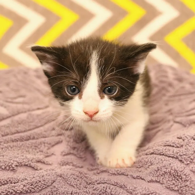 A baby small-sized male Black Domestic Short Hair cat named John for adoption in Rifle, CO