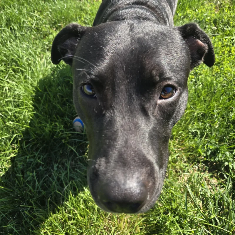 An adult medium-sized female Black Terrier dog named Talladoga for adoption in Joliet, IL