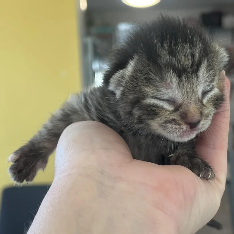 A baby small-sized female Gray / Blue / Silver Domestic Short Hair cat named Reluctant Hero for adoption in Fairfax Station, VA