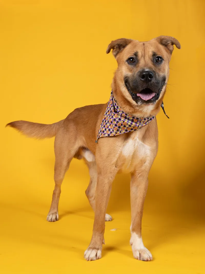 An adult large-sized male Mixed Breed dog named Scooby for adoption in Atlanta, GA