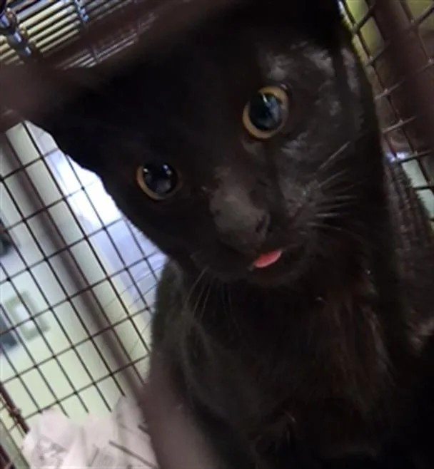 A young small-sized female Domestic Short Hair cat named Blueberry for adoption in Los Angeles, CA