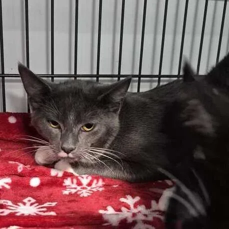 A baby small-sized male Gray / Blue / Silver Domestic Short Hair cat named Jordan for adoption in Davenport, IA