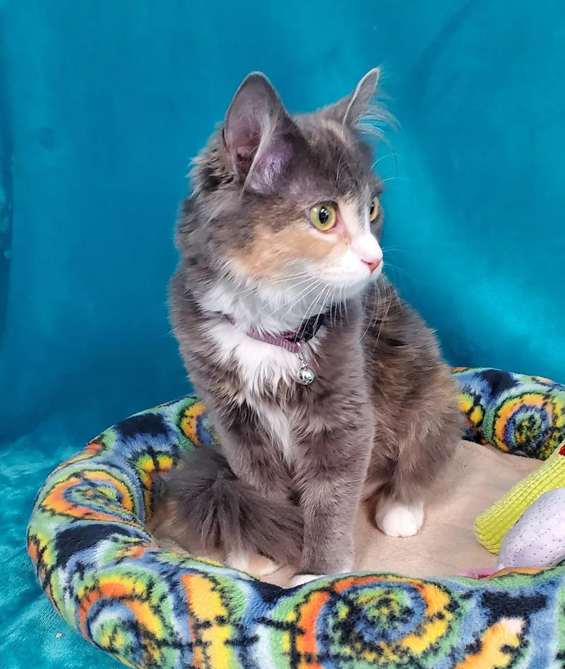 A young medium-sized female Gray / Blue / Silver Domestic Medium Hair cat named Cleo for adoption in Greenville, IL