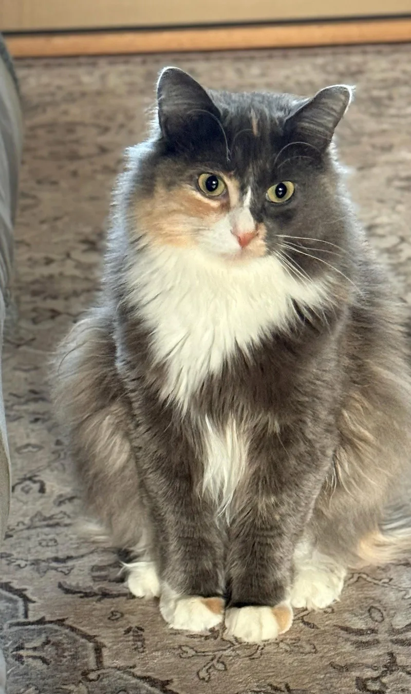 Cleo thumbnail 2