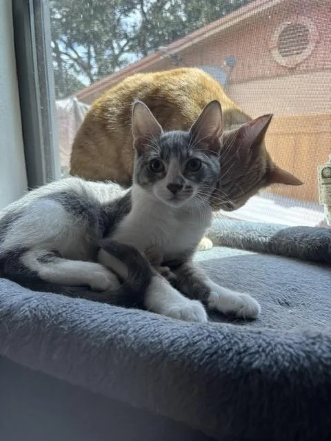 A baby small-sized male Gray & White Domestic Short Hair cat named Buster for adoption in Randolph, MA
