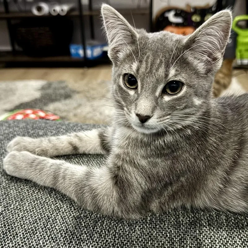 A young small-sized female Domestic Short Hair cat named Juniper for adoption in Bristol, IN