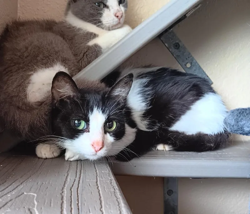 A baby medium-sized female Domestic Short Hair cat named Effie for adoption in New Braunfels, TX