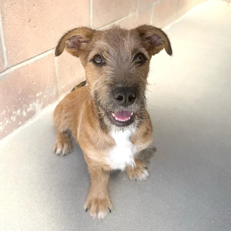 A baby small-sized female Brown / Chocolate Terrier dog named Gardenia for adoption in Santa Barbara, CA