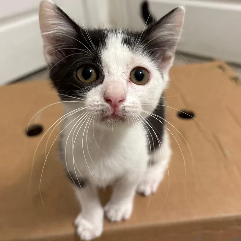 A baby small-sized female Black Domestic Short Hair cat named Dew for adoption in Chesapeake, VA