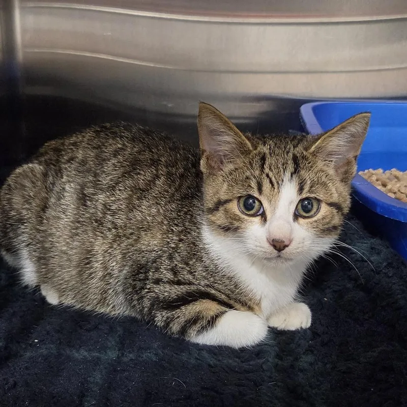 A baby small-sized male Brown / Chocolate Domestic Short Hair cat named Freddy for adoption in Bensalem, PA
