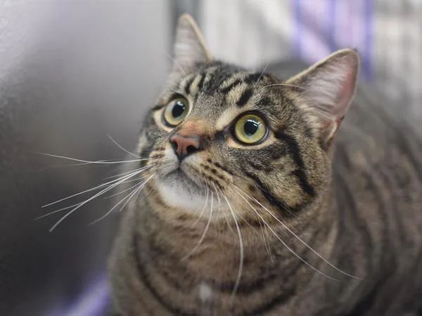 A young small-sized male Domestic Short Hair cat named Jedi for adoption in Portland, OR