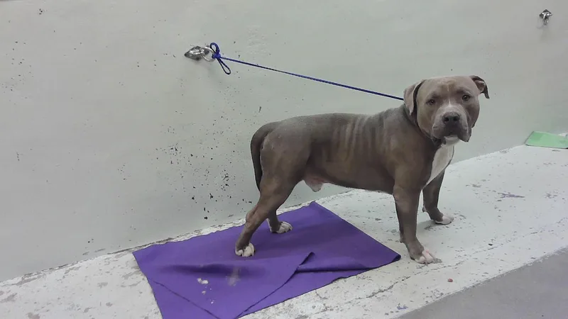 An adult large-sized male Staffordshire Bull Terrier dog named Cane for adoption in Houston, TX