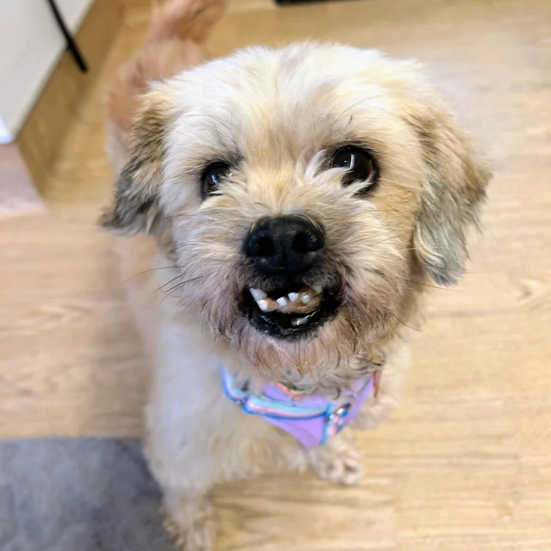 A senior small-sized female Yellow / Tan / Blond / Fawn Brussels Griffon dog named Sarong for adoption in San Francisco, CA