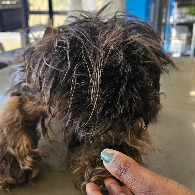 A senior small-sized male Brown / Chocolate Shih Tzu dog named Scruff for adoption in Montgomery, AL