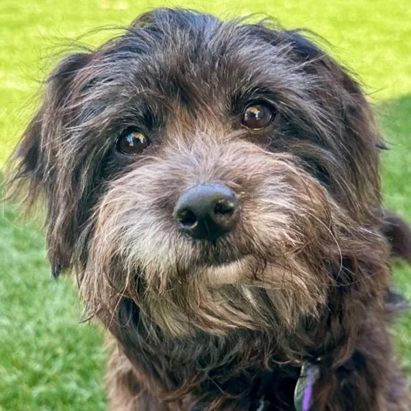 An adult small-sized female Yorkshire Terrier dog named Stargirl for adoption in Walnut Creek, CA