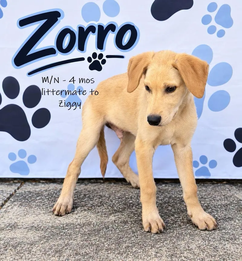 A baby medium-sized male Labrador Retriever dog named Zorro for adoption in Chardon, OH