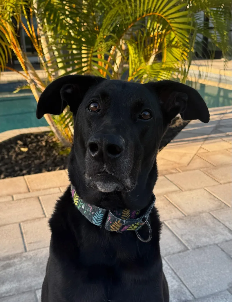 Josie