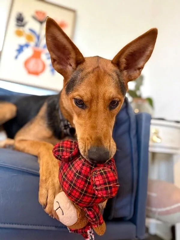 An adult large-sized female Brown / Chocolate German Shepherd Dog dog named Becca Boo Loves Bigger for adoption in Friendswood, TX