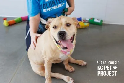 A senior extra large-sized female Yellow / Tan / Blond / Fawn Pit Bull Terrier dog named Sugar Cookie for adoption in Kansas City, MO