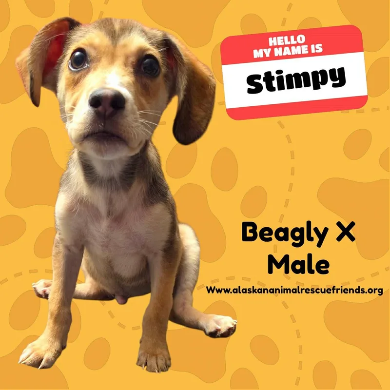 A baby medium-sized male Beagle dog named Stimpy for adoption in Anchorage, AK