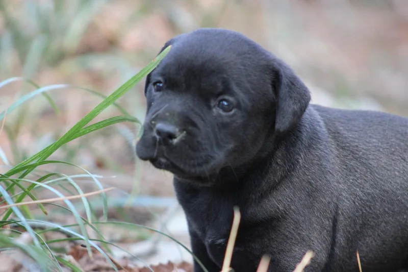 Chisai  Japan Litter
