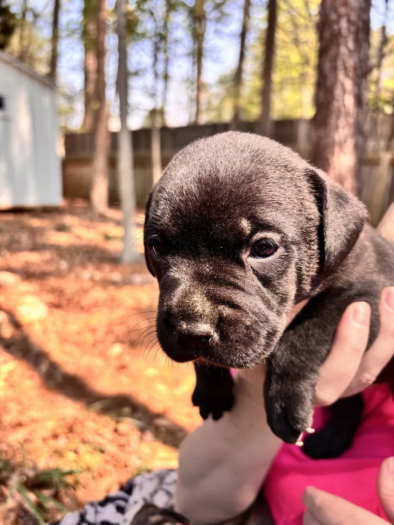 Chisai  Japan Litter thumbnail 2