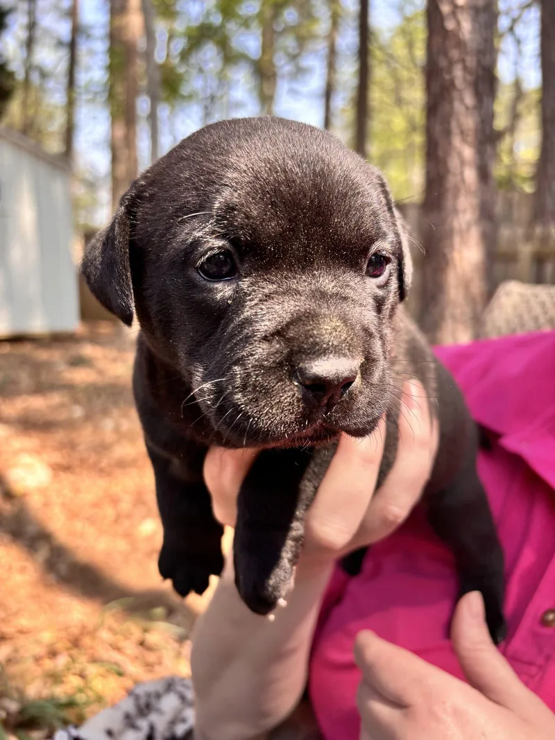 Chisai  Japan Litter thumbnail 3