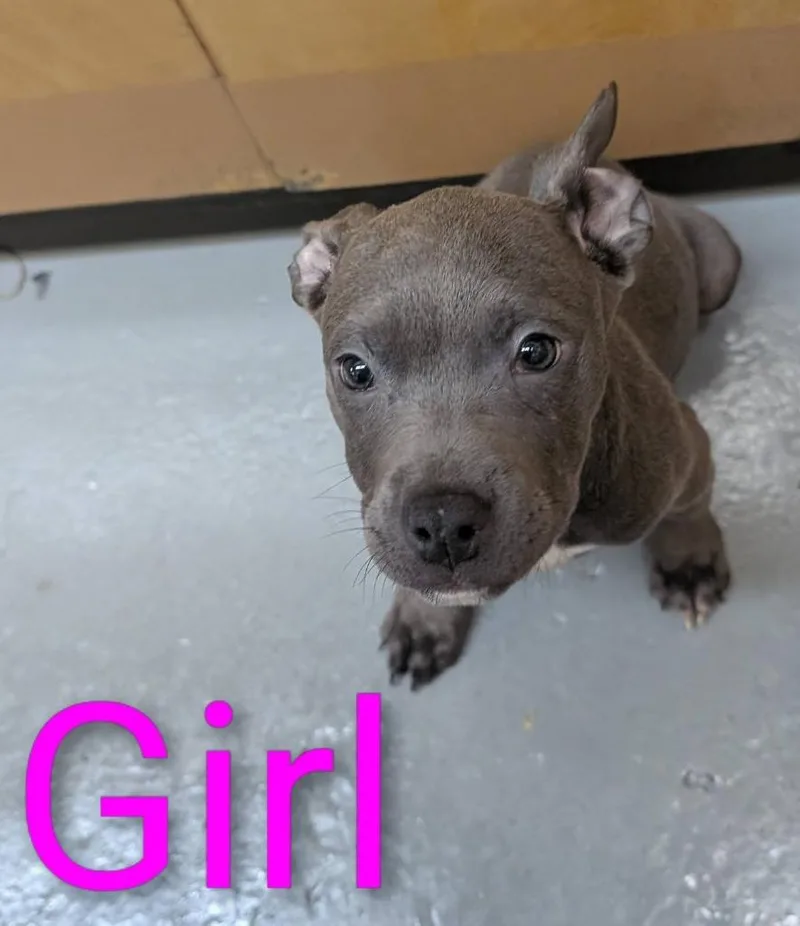 A baby medium-sized female Mixed Breed dog named Shadowheart for adoption in Warren, MI