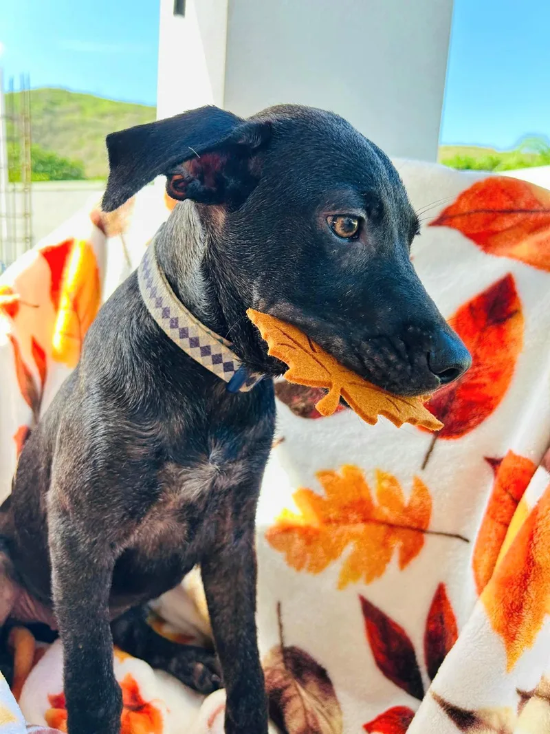 Jade Jewel " Bring thumbnail 2