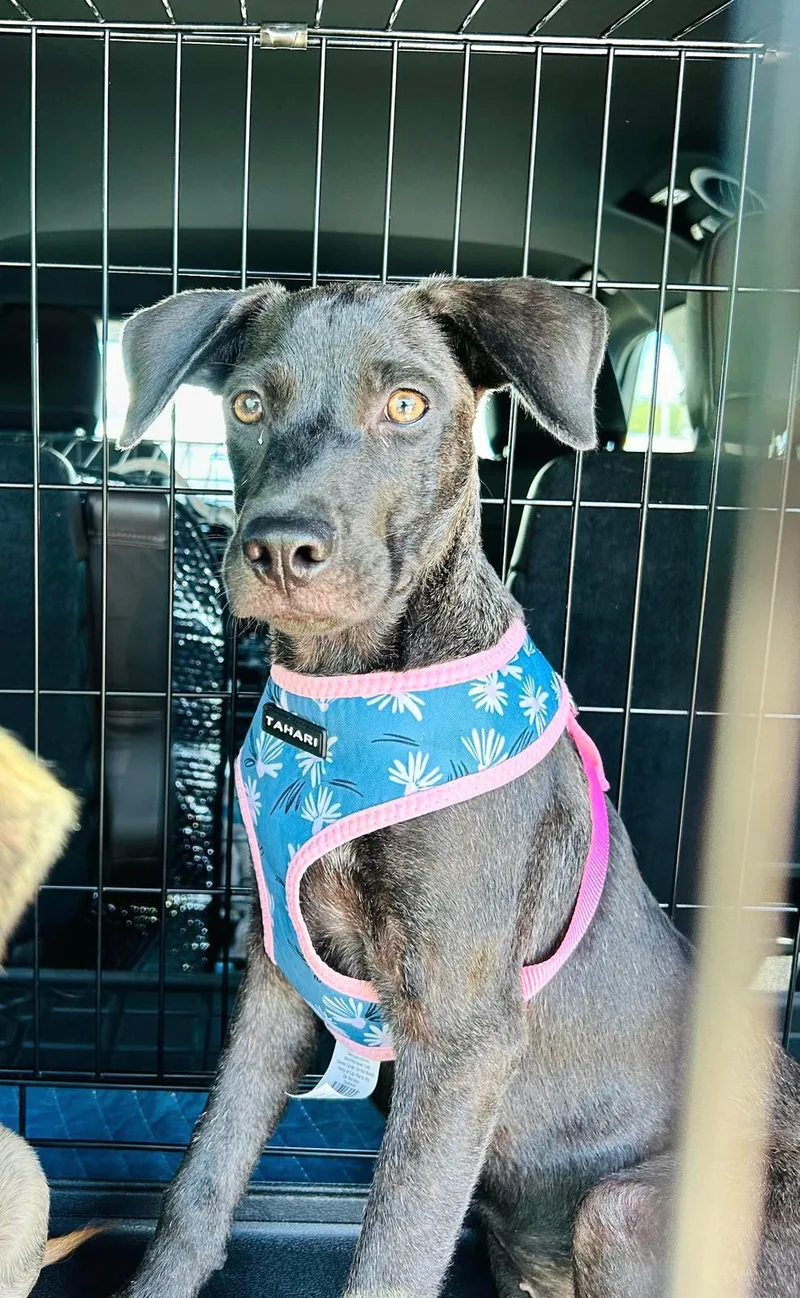 Jade Jewel " Bring thumbnail 4