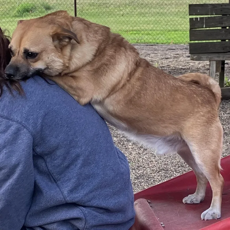 An adult medium-sized male Yellow / Tan / Blond / Fawn Mixed Breed dog named Otis for adoption in DeKalb, IL