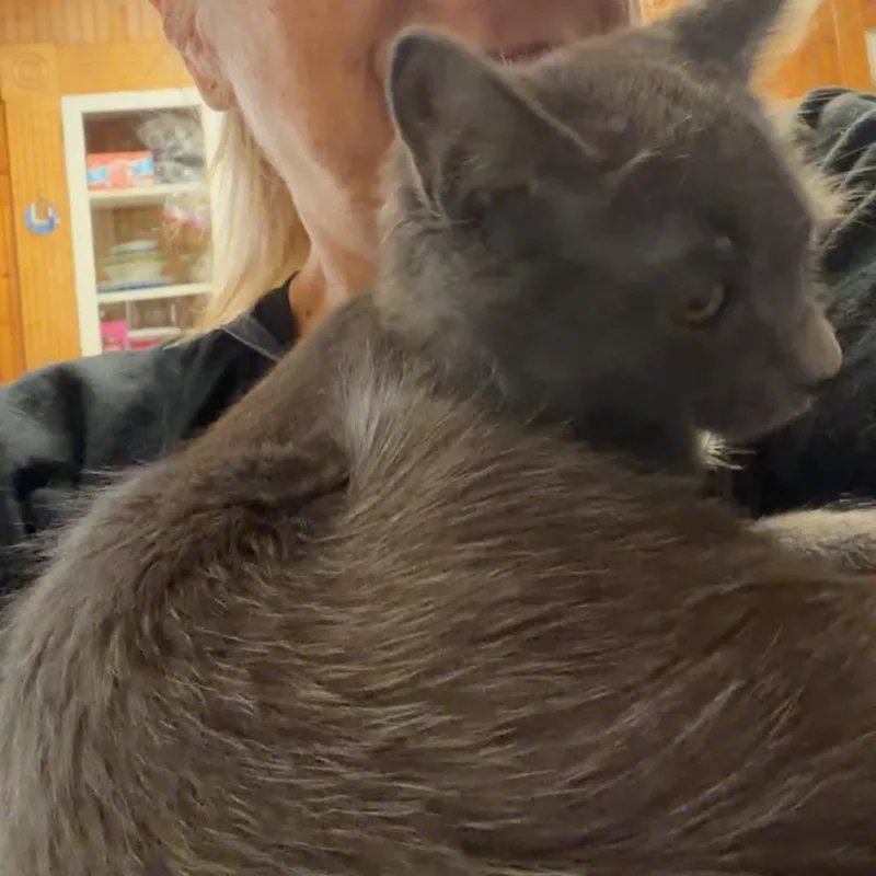 A baby small-sized male Gray / Blue / Silver Domestic Medium Hair cat named Smokey for adoption in Hemet, CA