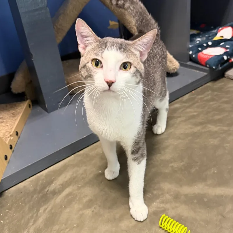 A young medium-sized male Gray / Blue / Silver Domestic Short Hair cat named Npc for adoption in DeKalb, IL