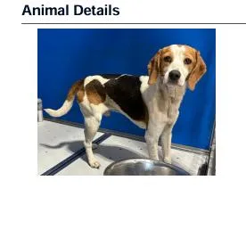 A young medium-sized male White / Cream Beagle dog named Dodge for adoption in Franklin, NC