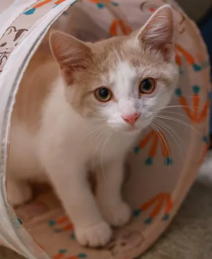 A baby medium-sized male Domestic Short Hair cat named Timon for adoption in Verona, WI