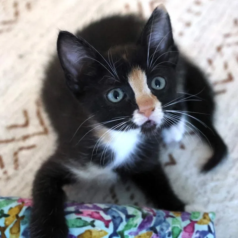 A baby small-sized female Calico Domestic Short Hair cat named Clio Doyle for adoption in Morrison, CO