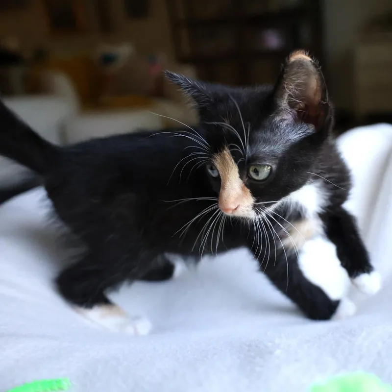 Clio Doyle thumbnail 2