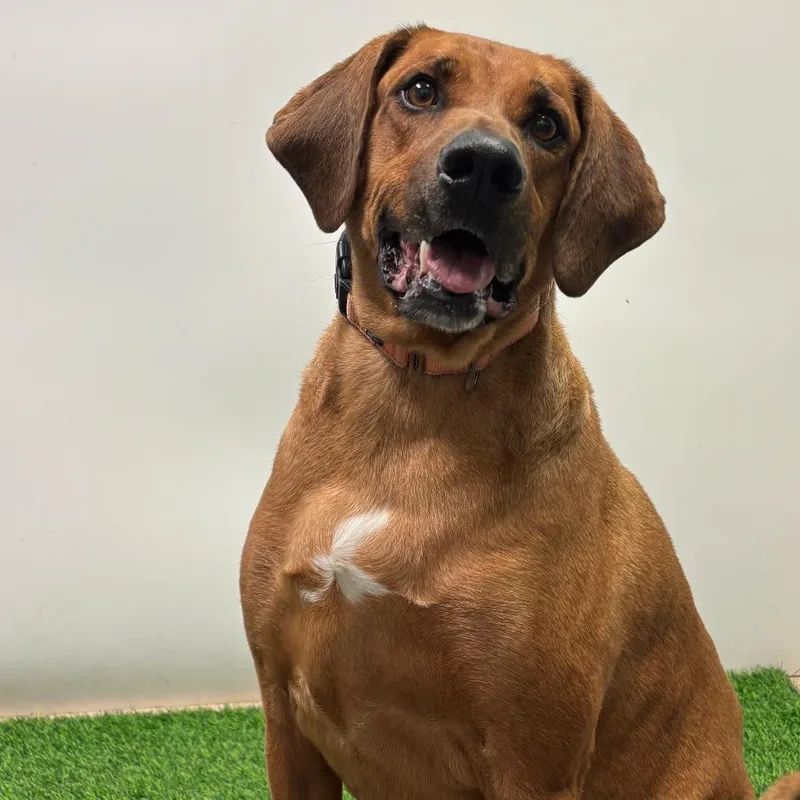 A senior extra large-sized male Brown / Chocolate Hound dog named Skynyrd for adoption in Columbia, MO