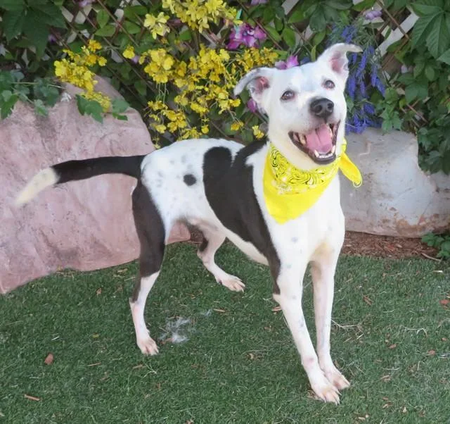 A senior medium-sized male Boxer dog named Fido for adoption in Oklahoma City, OK