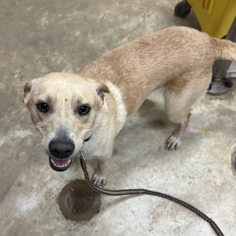 A young medium-sized female White / Cream Labrador Retriever dog named Sunflower  U for adoption in Tupelo, MS